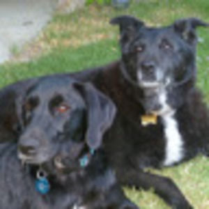 Meet your Posher, Lacey